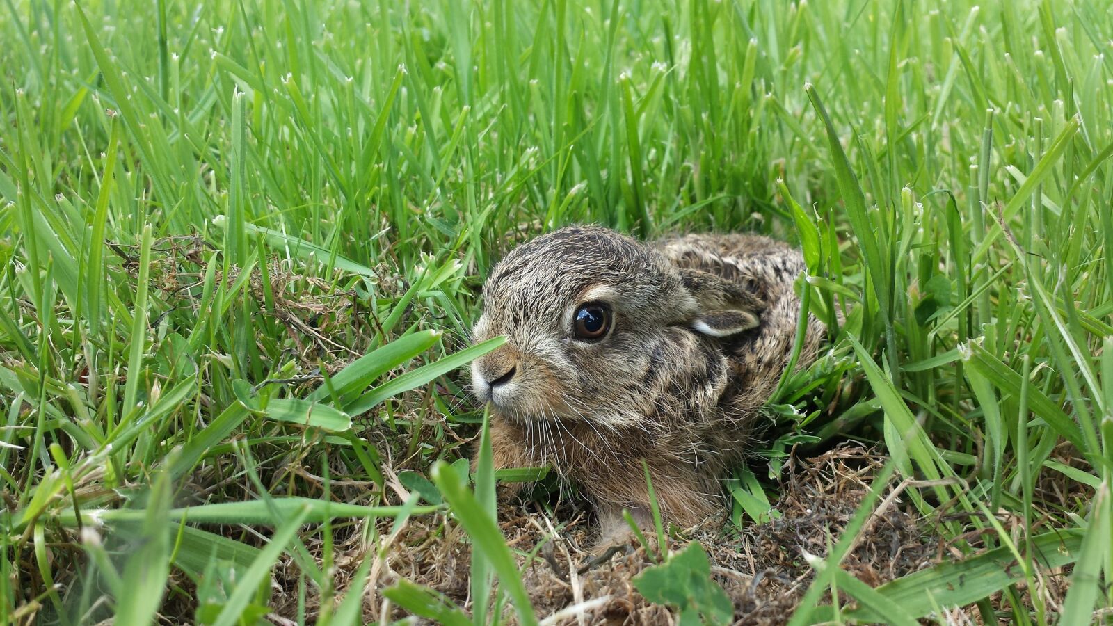 Samsung Galaxy S4 sample photo. Rabbit, lapereau, hare photography