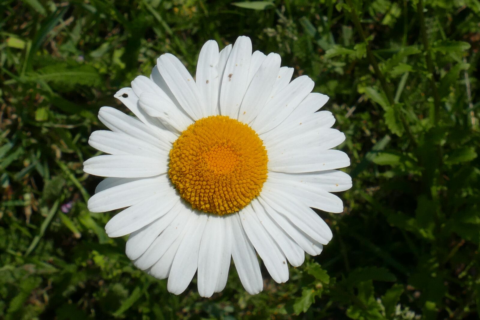 Panasonic Lumix DMC-FZ1000 sample photo. Marguerite, flower, close up photography
