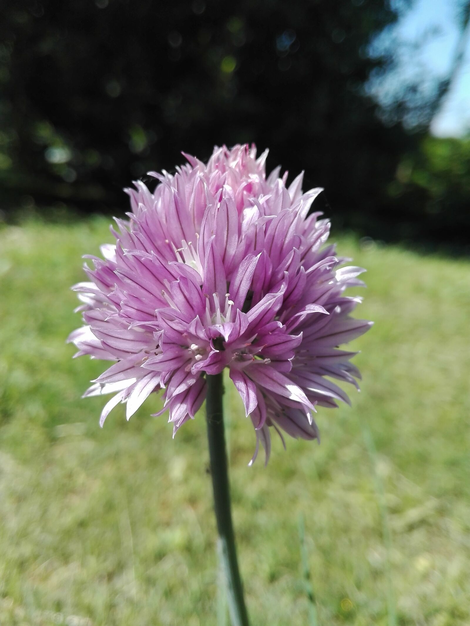 HUAWEI P8 Lite sample photo. Flower, violet, garden photography