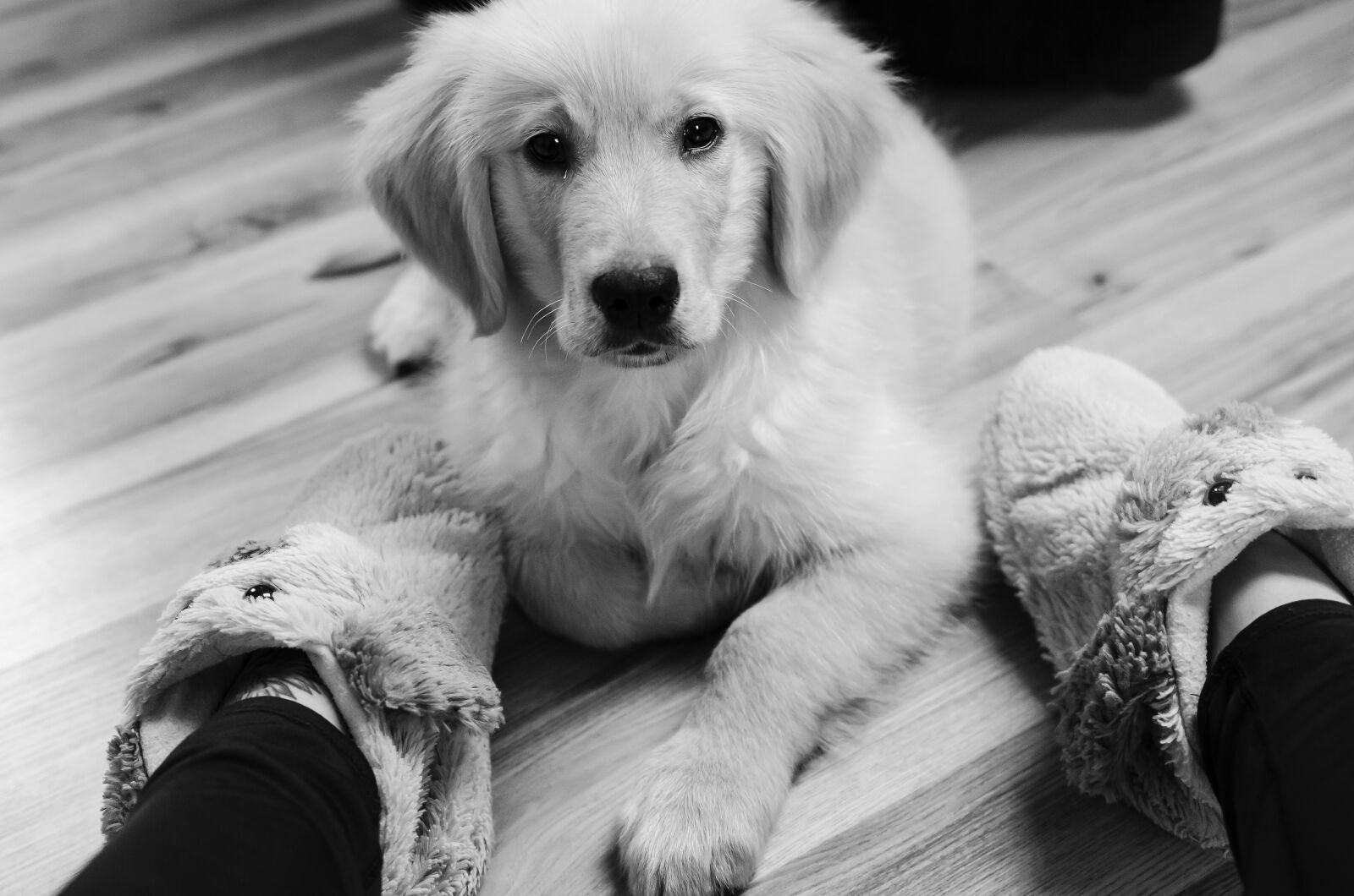 Nikon D7000 sample photo. Golden, golden retriever, futrzak photography