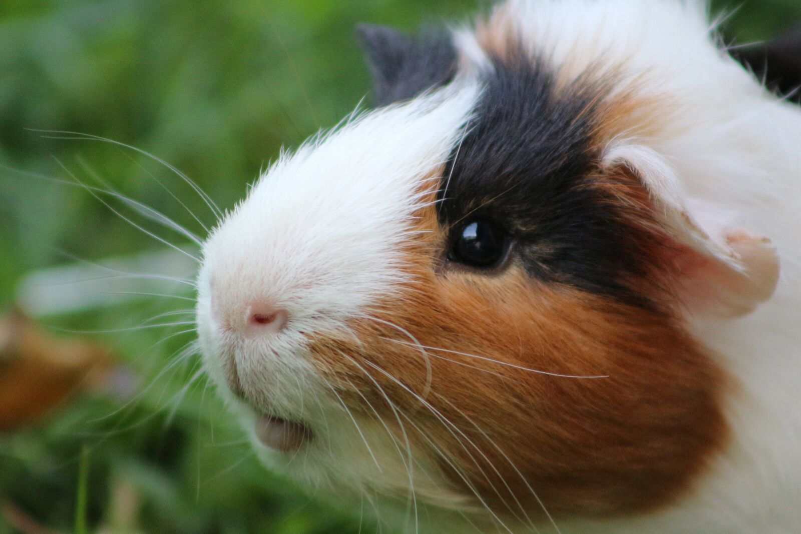 Canon EOS 700D (EOS Rebel T5i / EOS Kiss X7i) sample photo. Sea ​​pig, sweet, animal photography