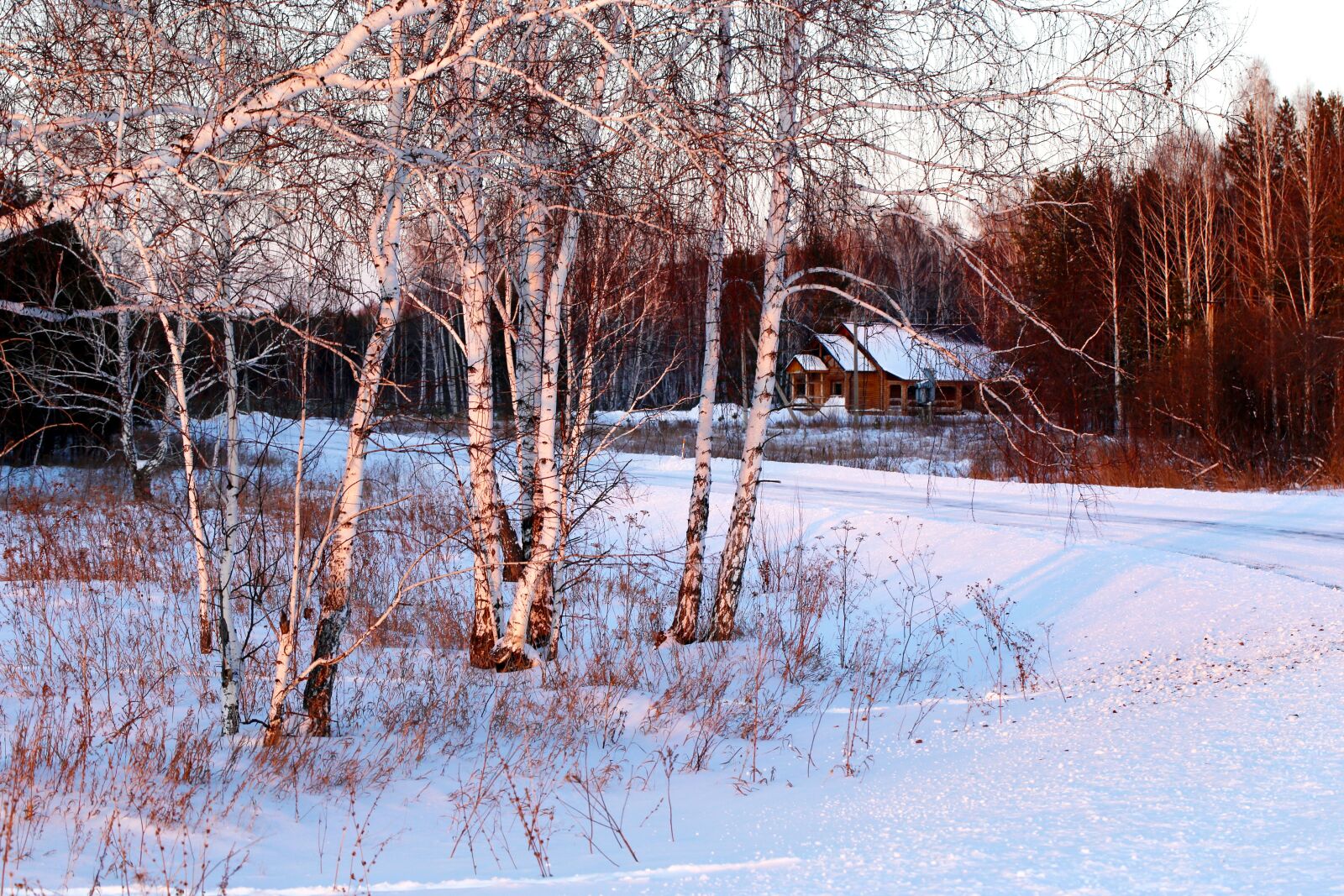 Canon EF 100mm F2.8L Macro IS USM sample photo. Evening, forest, landscape photography