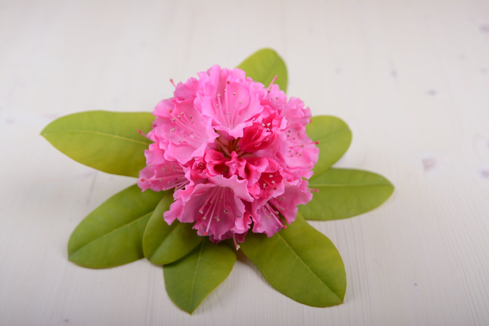 Nikon D7100 sample photo. Hibiscus flower, flower, blossom photography
