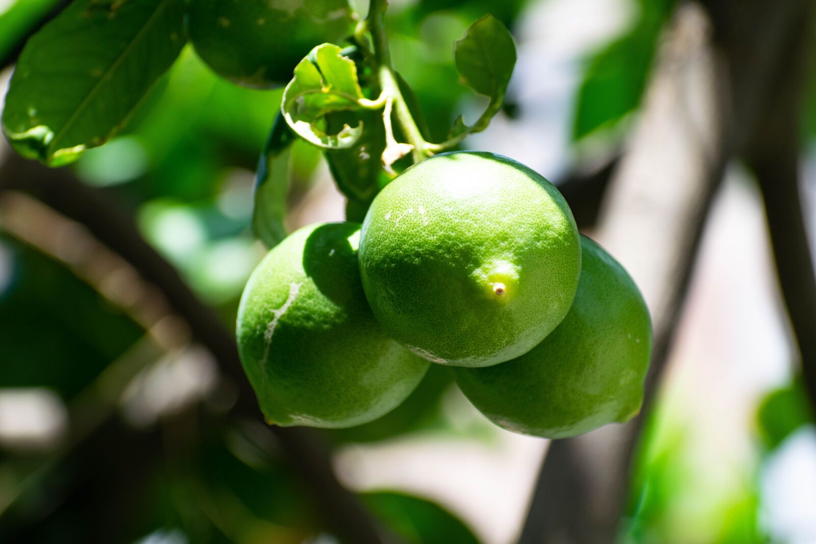 Nikon D3300 sample photo. Green, lemon, fruit photography
