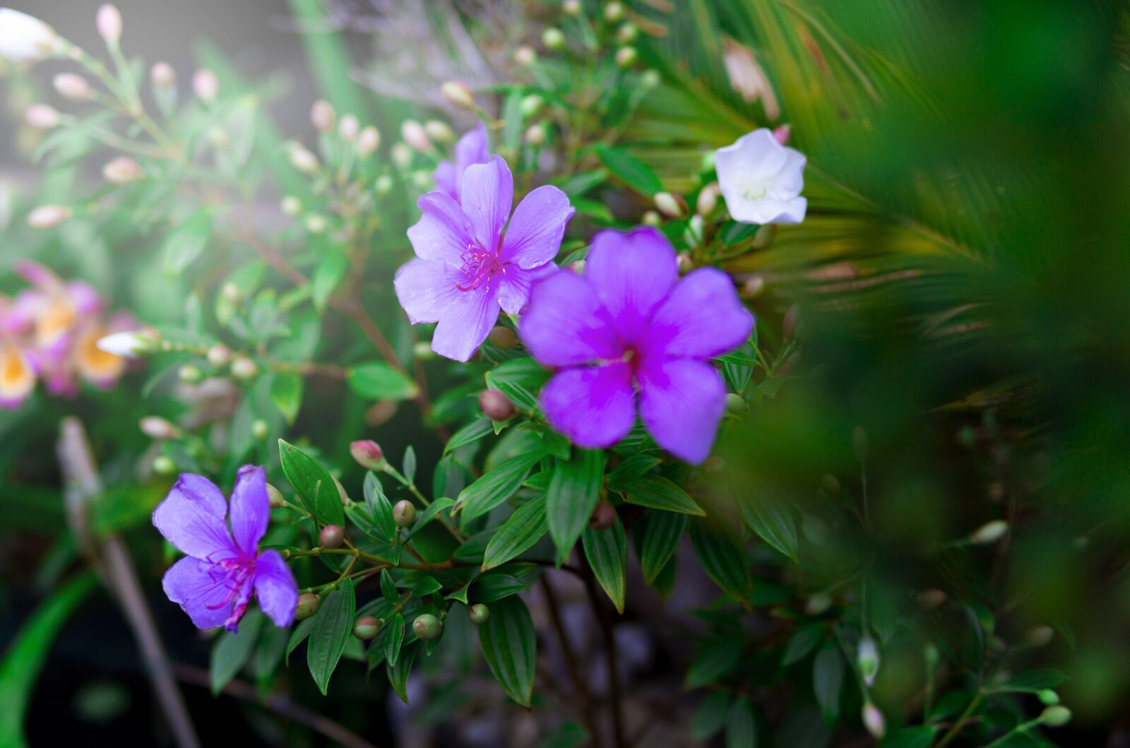 30mm F1.4 DC DN | Contemporary 016 sample photo. Spring, garden, flowers photography