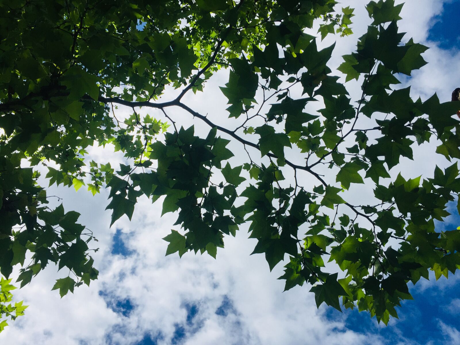 iPhone 6 back camera 4.15mm f/2.2 sample photo. Nature, nature, photography photography