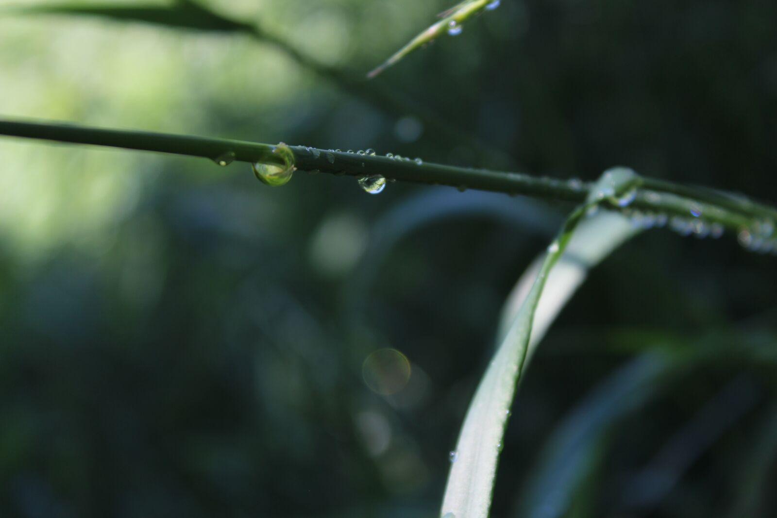 Canon EOS 1300D (EOS Rebel T6 / EOS Kiss X80) sample photo. Green, nature, forest photography