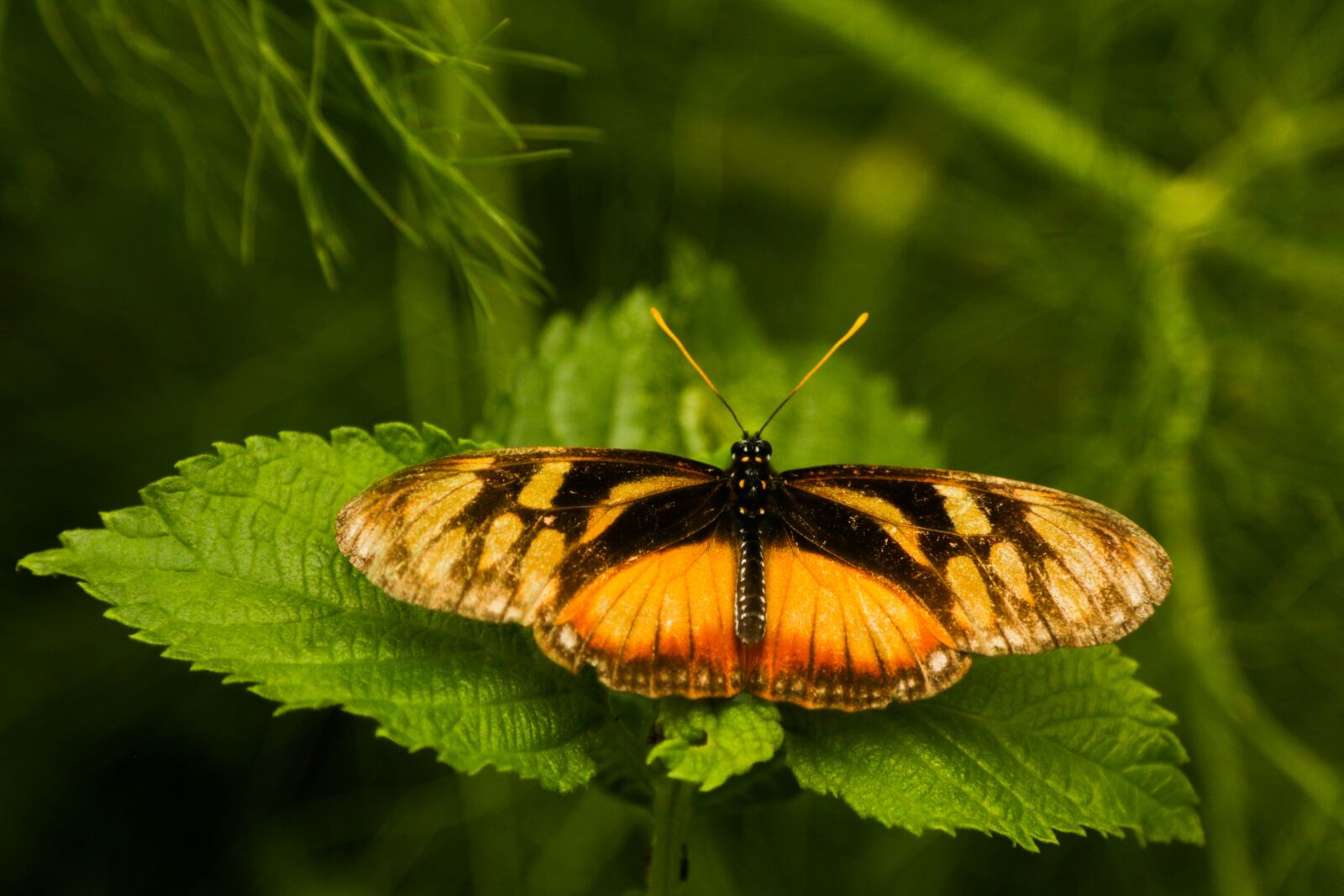 Canon EOS 70D sample photo. Mariposa, insecto, naturaleza photography