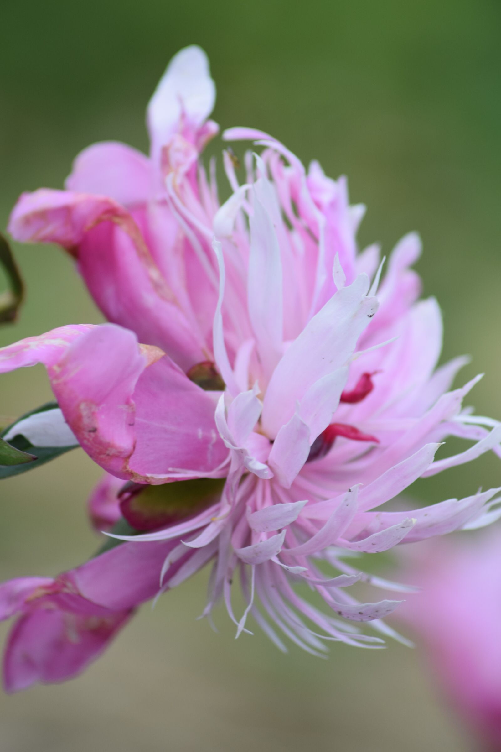 Nikon D3300 sample photo. Love, pink, romance photography