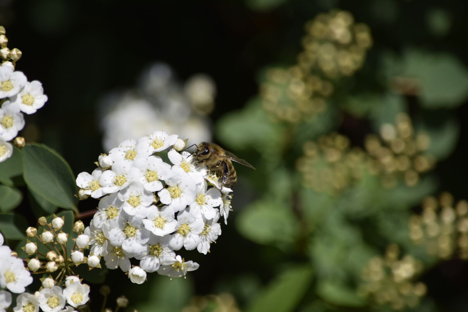 Nikon D5300 sample photo. Bee, flower, plant photography