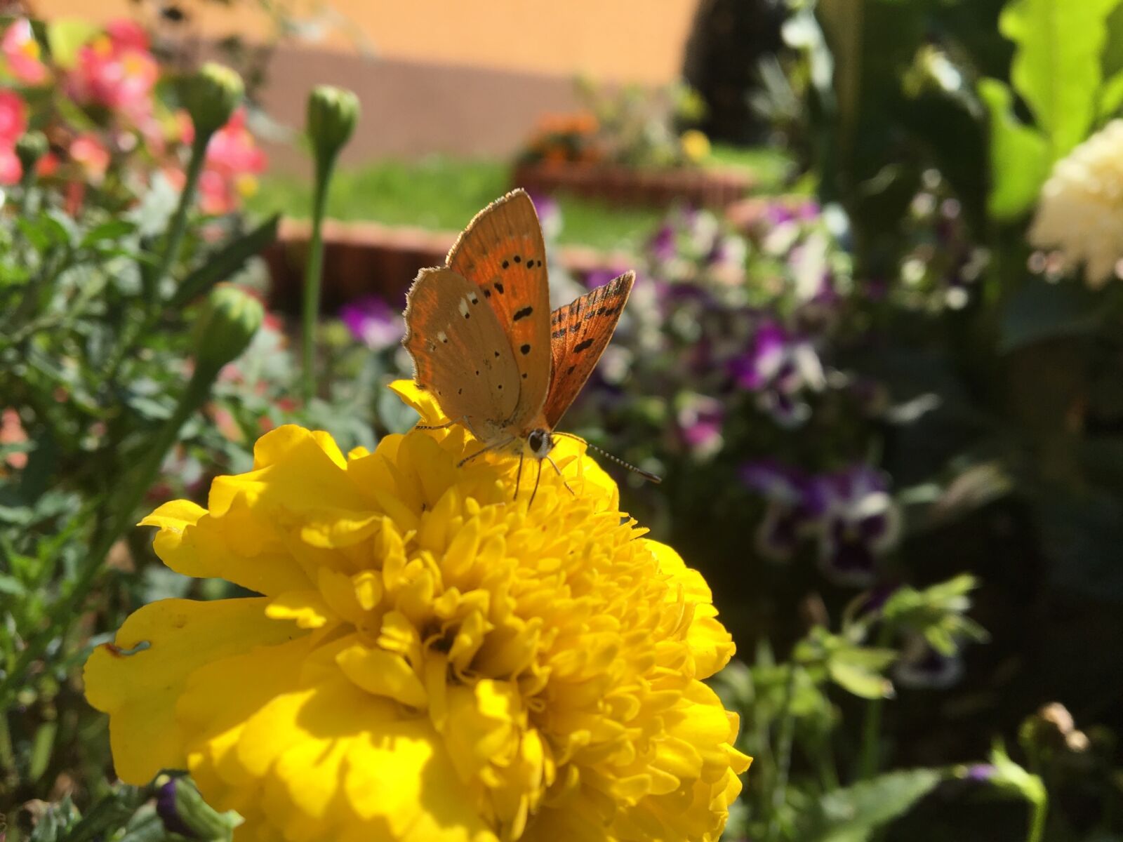 Apple iPhone 6s sample photo. Butterfly, flower, garden, green photography