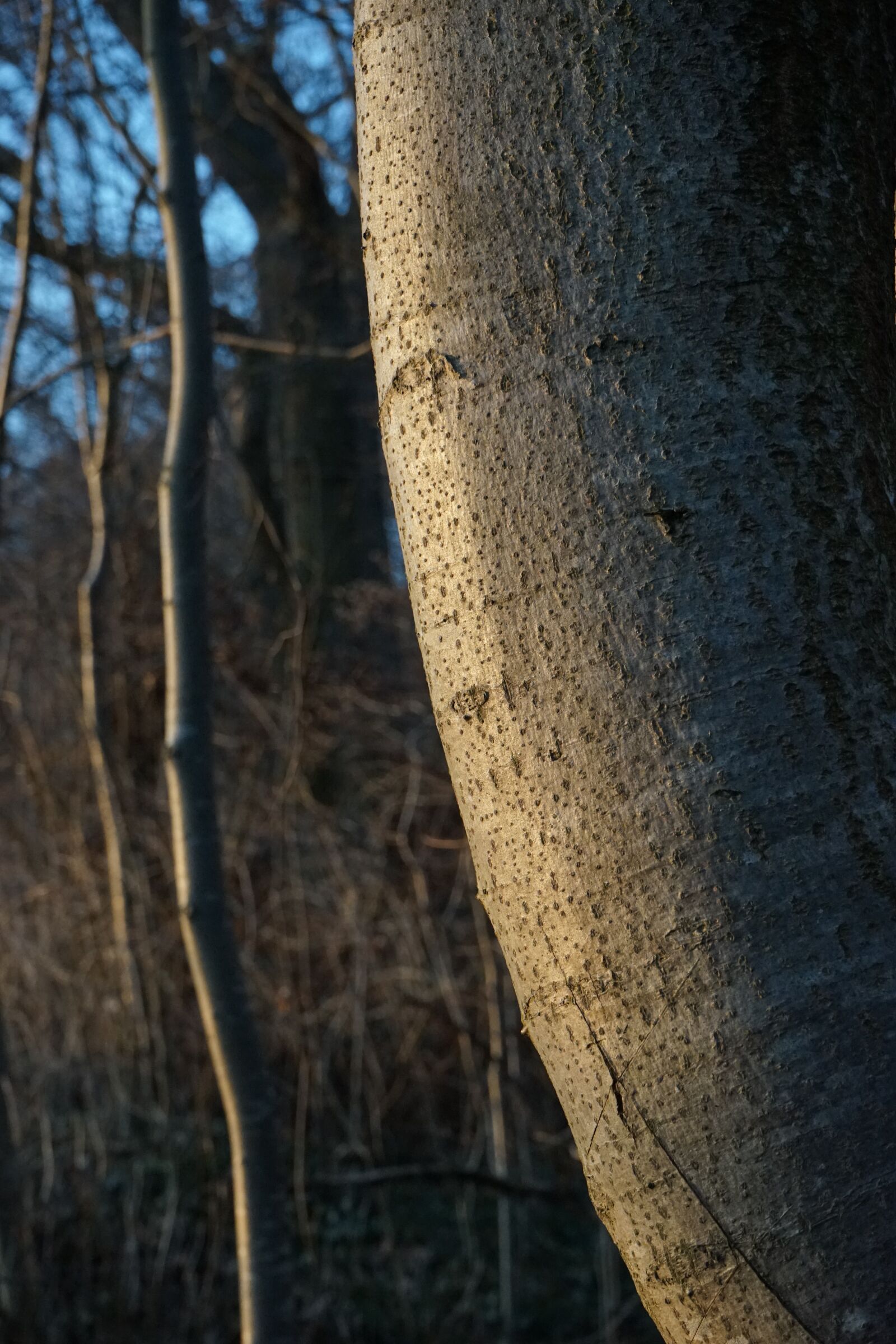 Sony a7 sample photo. Tree, bark, log photography