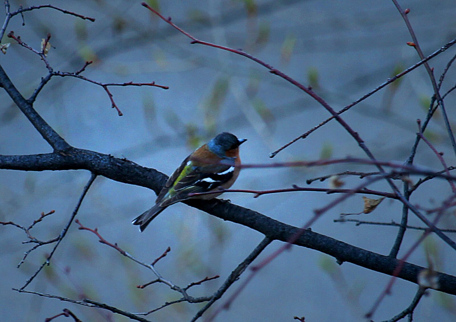 Canon EOS 1200D (EOS Rebel T5 / EOS Kiss X70 / EOS Hi) sample photo. Spring, birds, bird photography