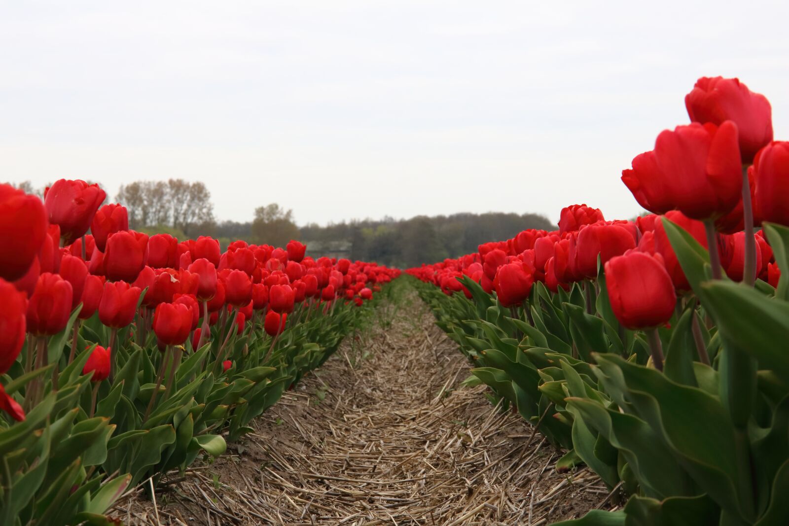 Canon EOS 750D (EOS Rebel T6i / EOS Kiss X8i) sample photo. Tulip field, red, netherlands photography