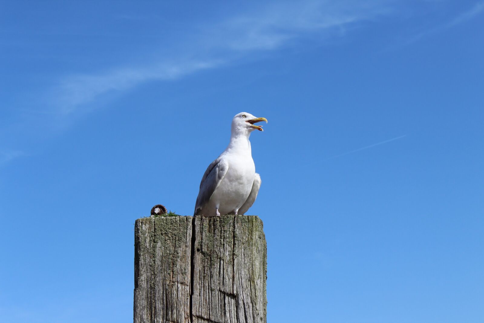 Canon EOS 1300D (EOS Rebel T6 / EOS Kiss X80) sample photo. Seagull, north sea, bird photography