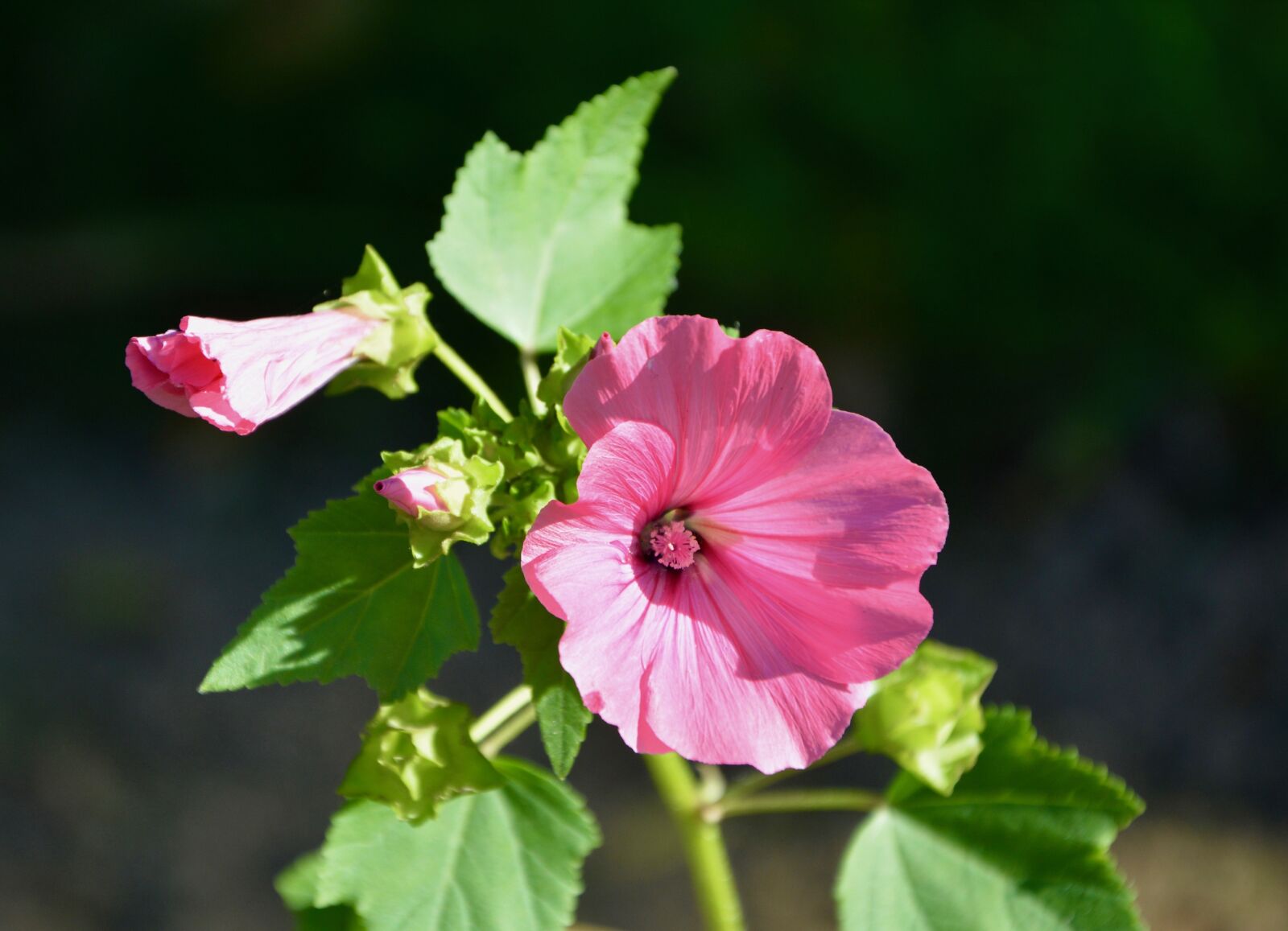 Nikon D5200 sample photo. Flowers, flower, plants photography