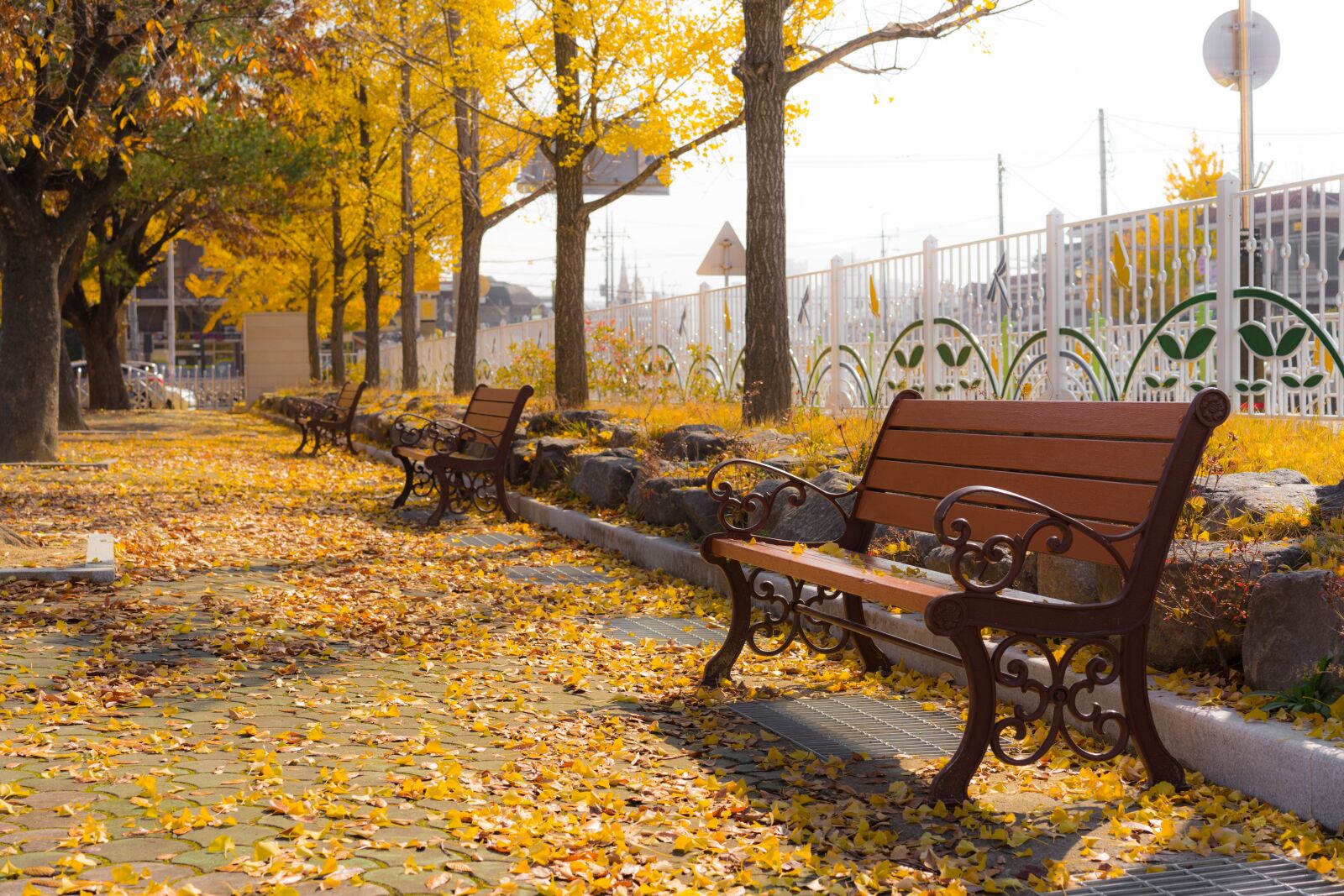Sony a7 II + Sony Sonnar T* FE 55mm F1.8 ZA sample photo. Autumn, ginkgo, bench photography