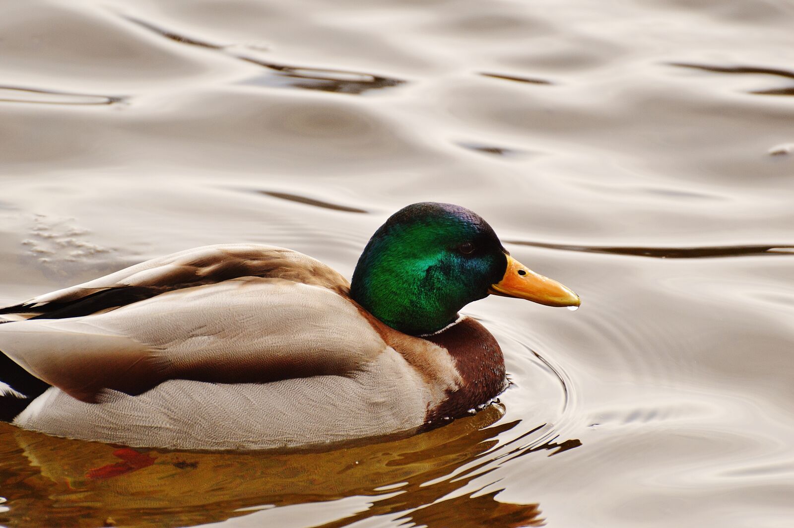 Nikon D3200 sample photo. Duck, water bird, poultry photography