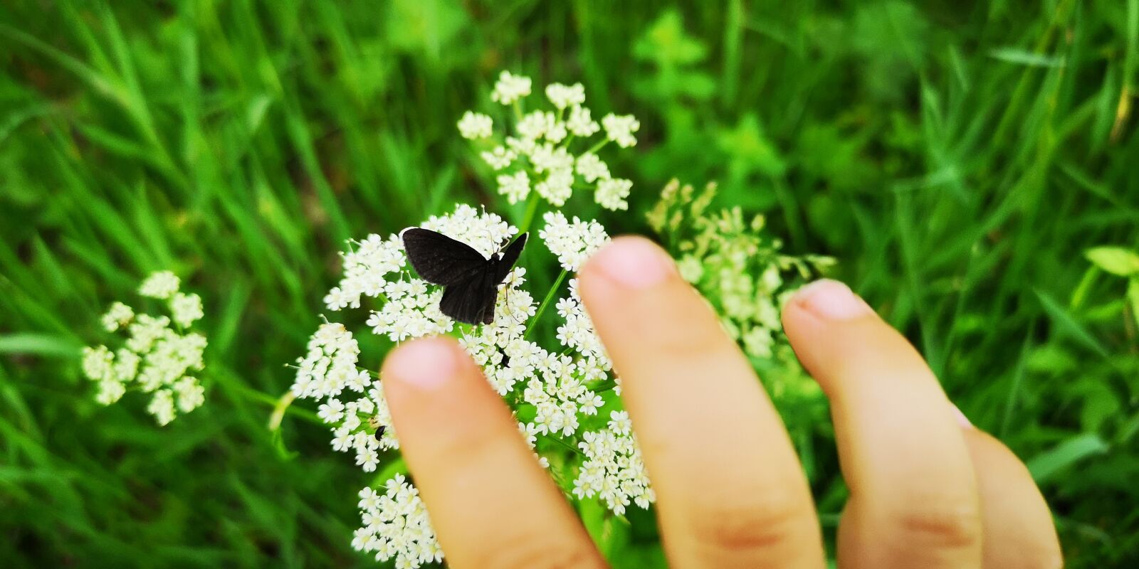 HUAWEI CLT-L29 sample photo. Meadow, flower, butterfly photography