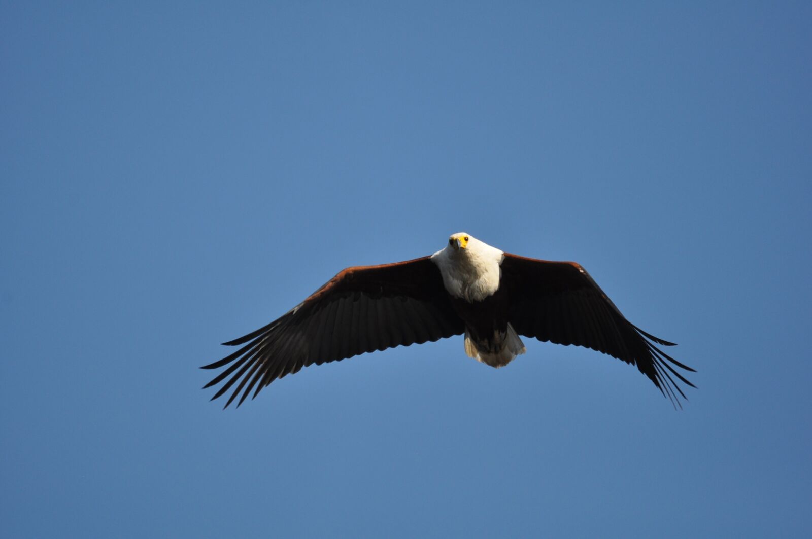Nikon D90 sample photo. Bird, raptor, eagle photography