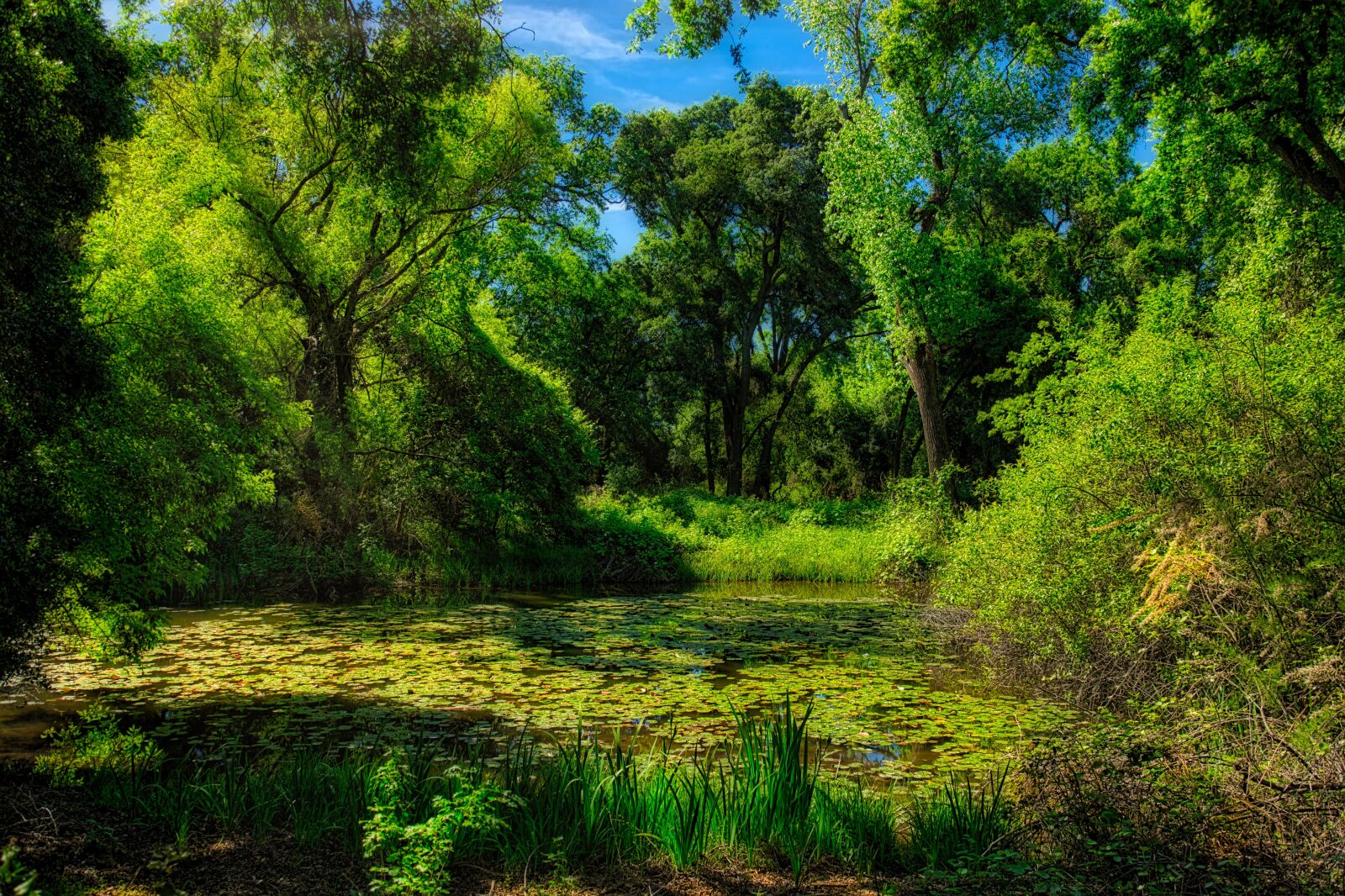 Canon EF 24-105mm F4L IS USM sample photo. Nature, outdoor, pond photography