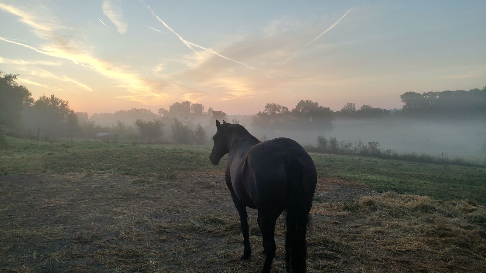 LG G5 sample photo. Horse, farm, mist photography