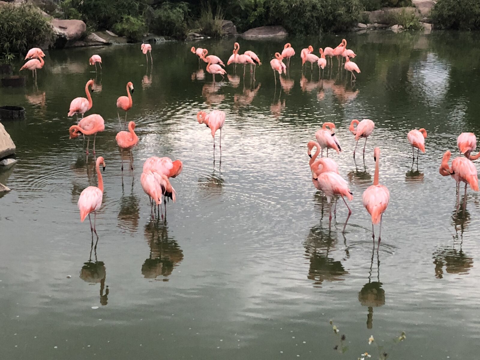 Apple iPhone 8 sample photo. Flamingo, nature, pink photography
