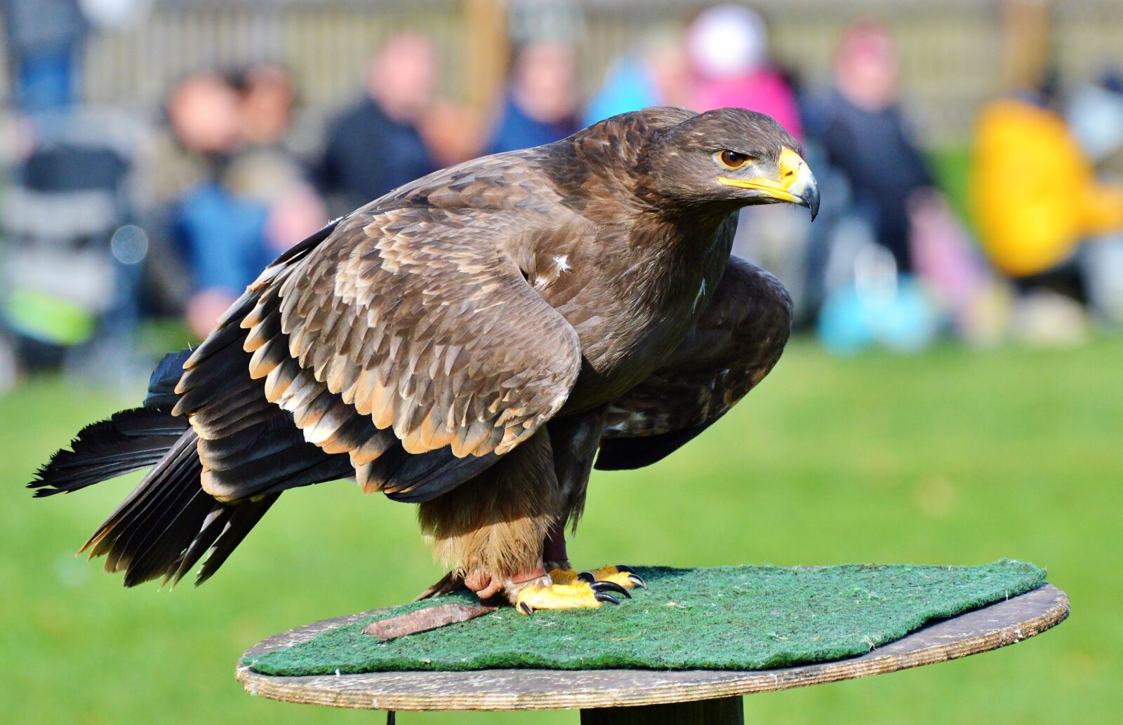 Nikon D3200 sample photo. Adler, bird of prey photography