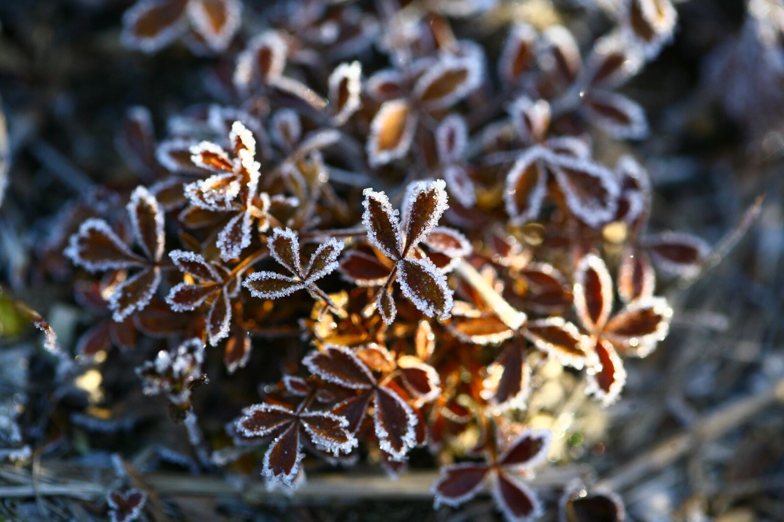 Canon EOS 5D sample photo. Autumn, the first frost photography