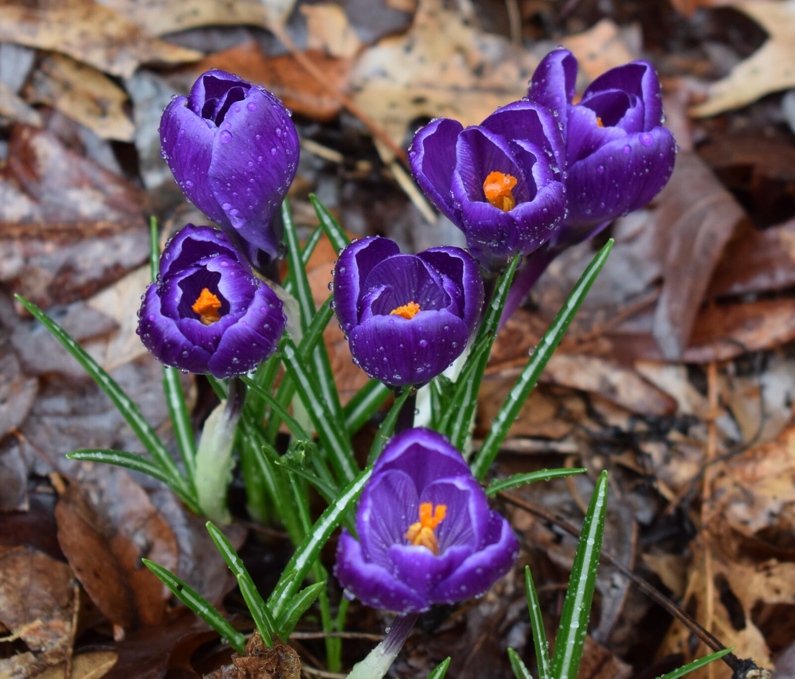 Nikon D3300 sample photo. Crocuses in the rain photography