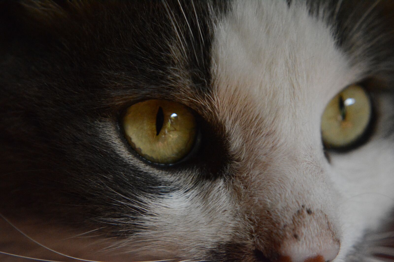 Nikon D5200 sample photo. Cat, look, pet photography
