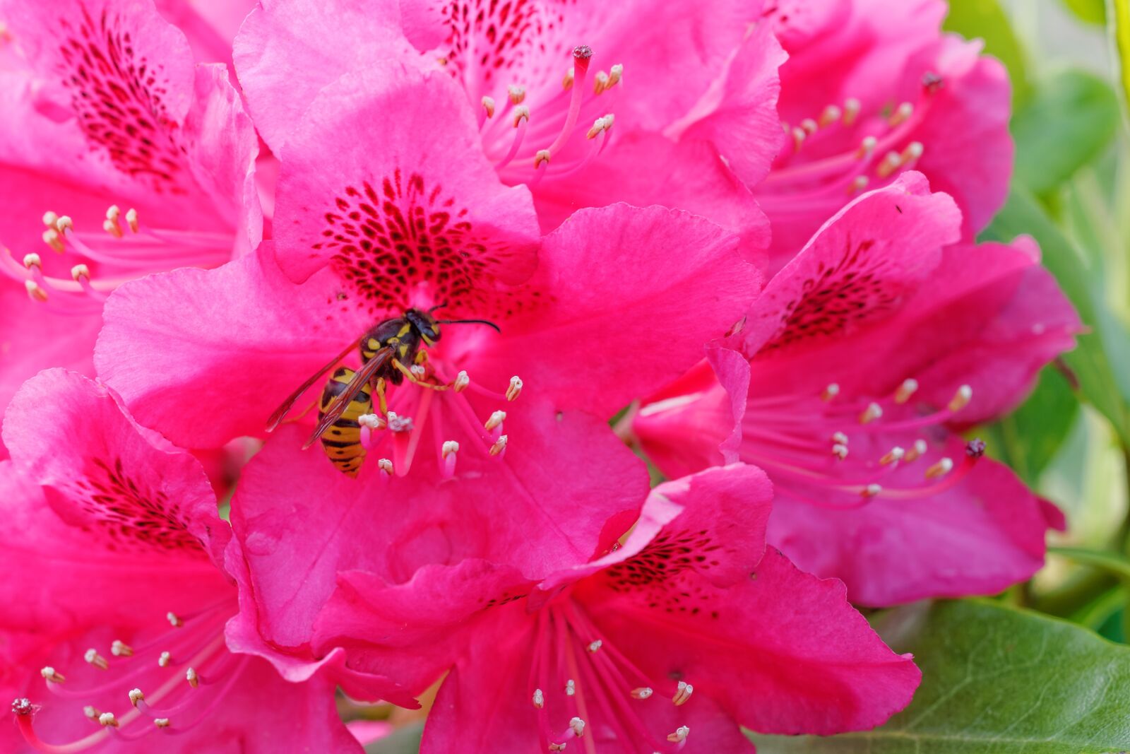 Nikon D300S sample photo. Flower, plant, color photography