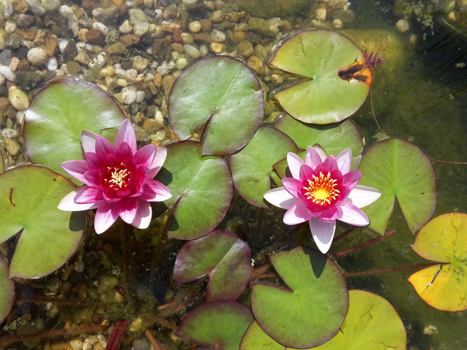 Samsung Galaxy S5 Mini sample photo. Water lily, nuphar lutea photography
