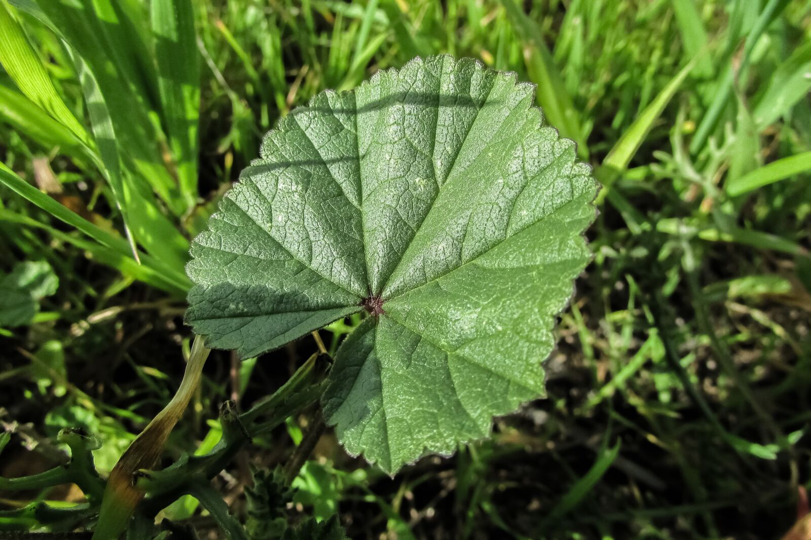Canon PowerShot SX400 IS sample photo. Marsh mallow, mallow, leaf photography