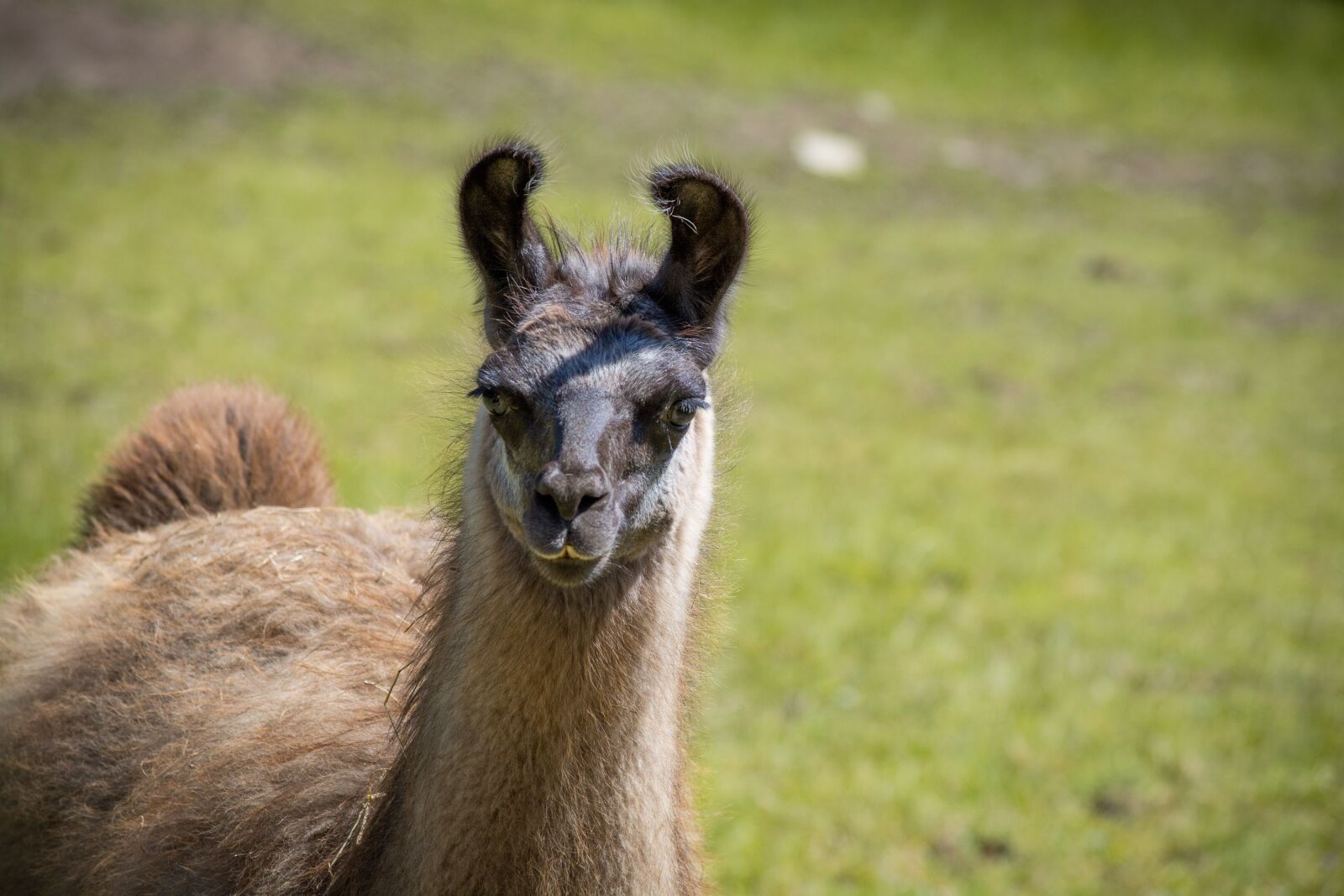 Nikon D7100 sample photo. Lama, brown, meadow photography