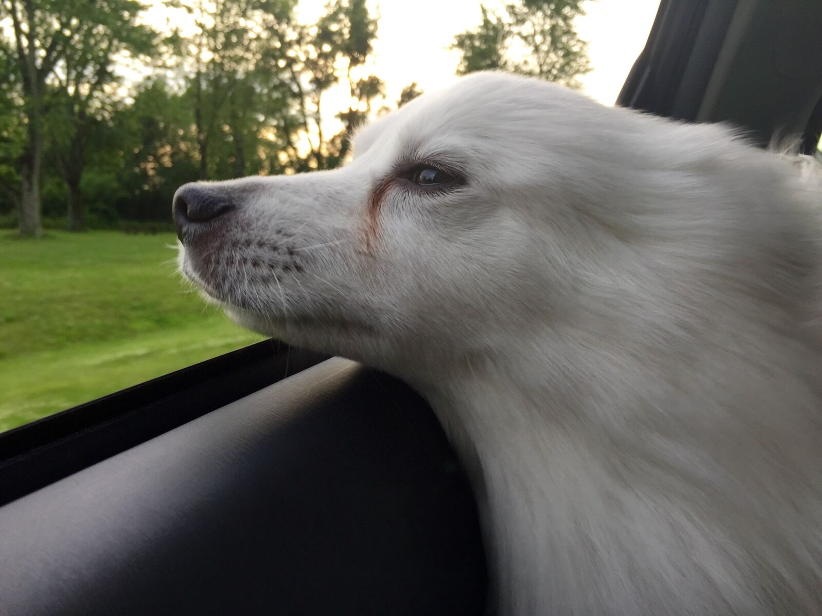 iPhone 6 Plus back camera 4.15mm f/2.2 sample photo. Dog, american eskimo, pet photography