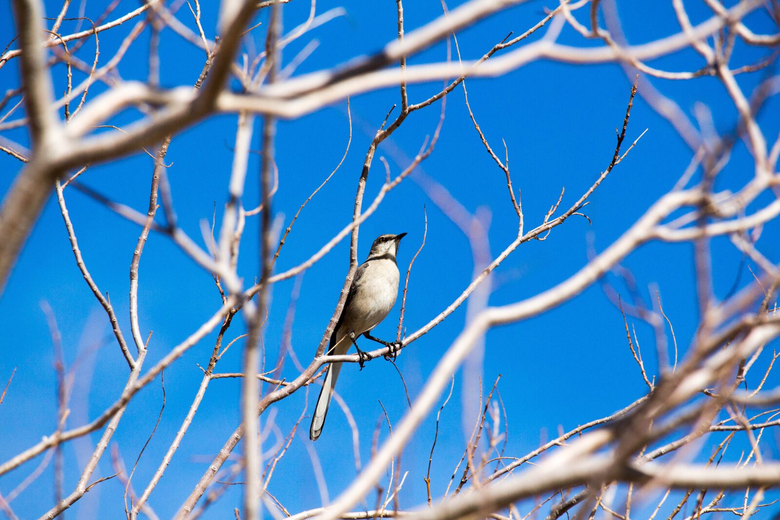 Canon EOS 700D (EOS Rebel T5i / EOS Kiss X7i) sample photo. Tree, nature, outdoors photography