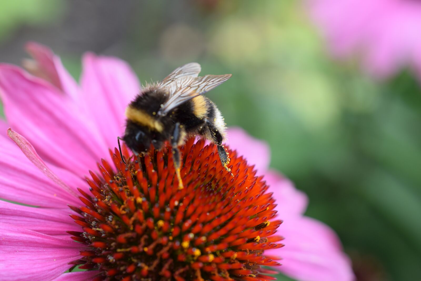 Nikon D5300 sample photo. Nature, bee, flower photography
