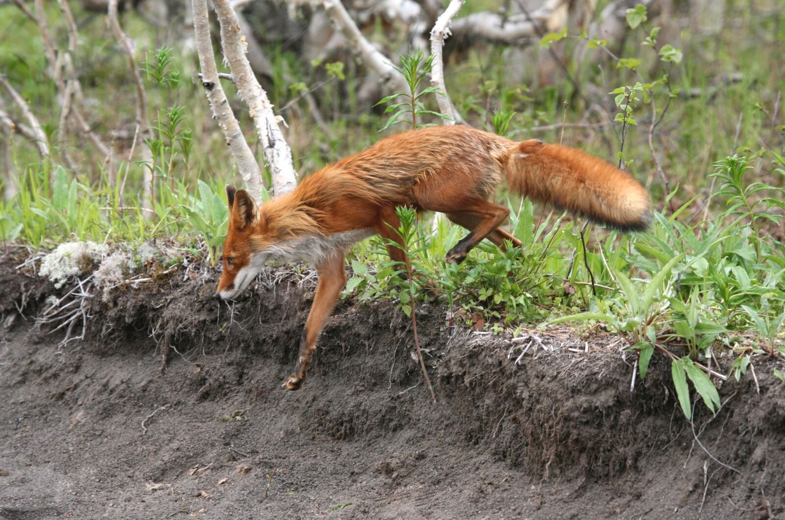 Canon EOS 5D sample photo. Fox, moth, wild beast photography