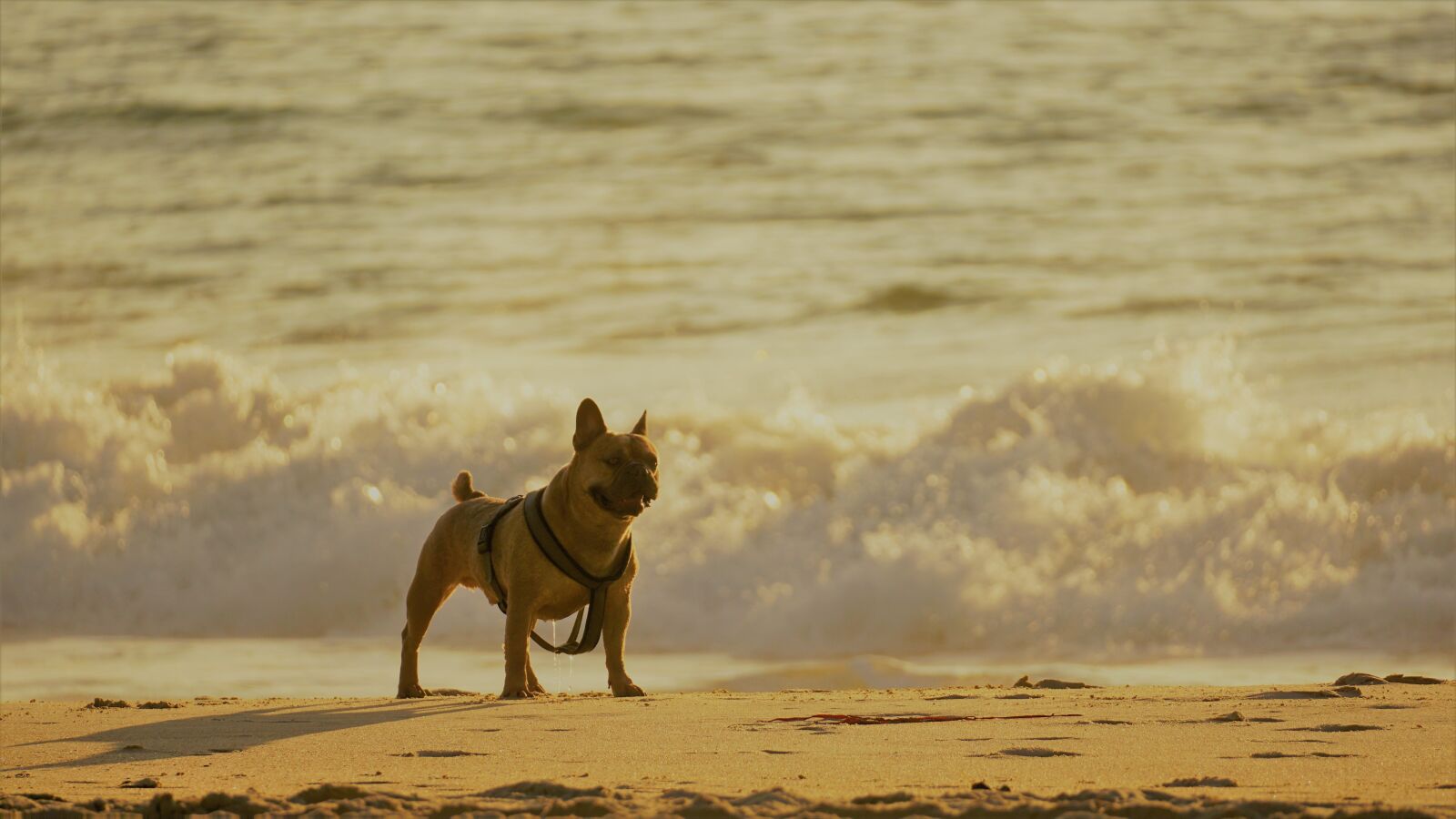 Sony a6000 + Sony E 70-350mm F4.5-6.3 G OSS sample photo. Dog, french bulldog, beach photography