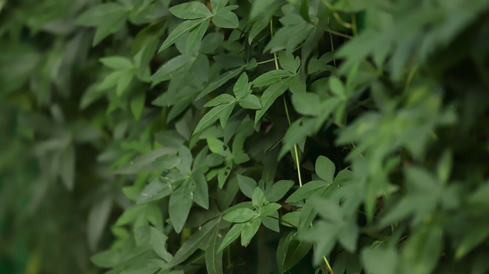 Canon EF 100-400mm F4.5-5.6L IS USM sample photo. Foliage, leaves, pattern photography
