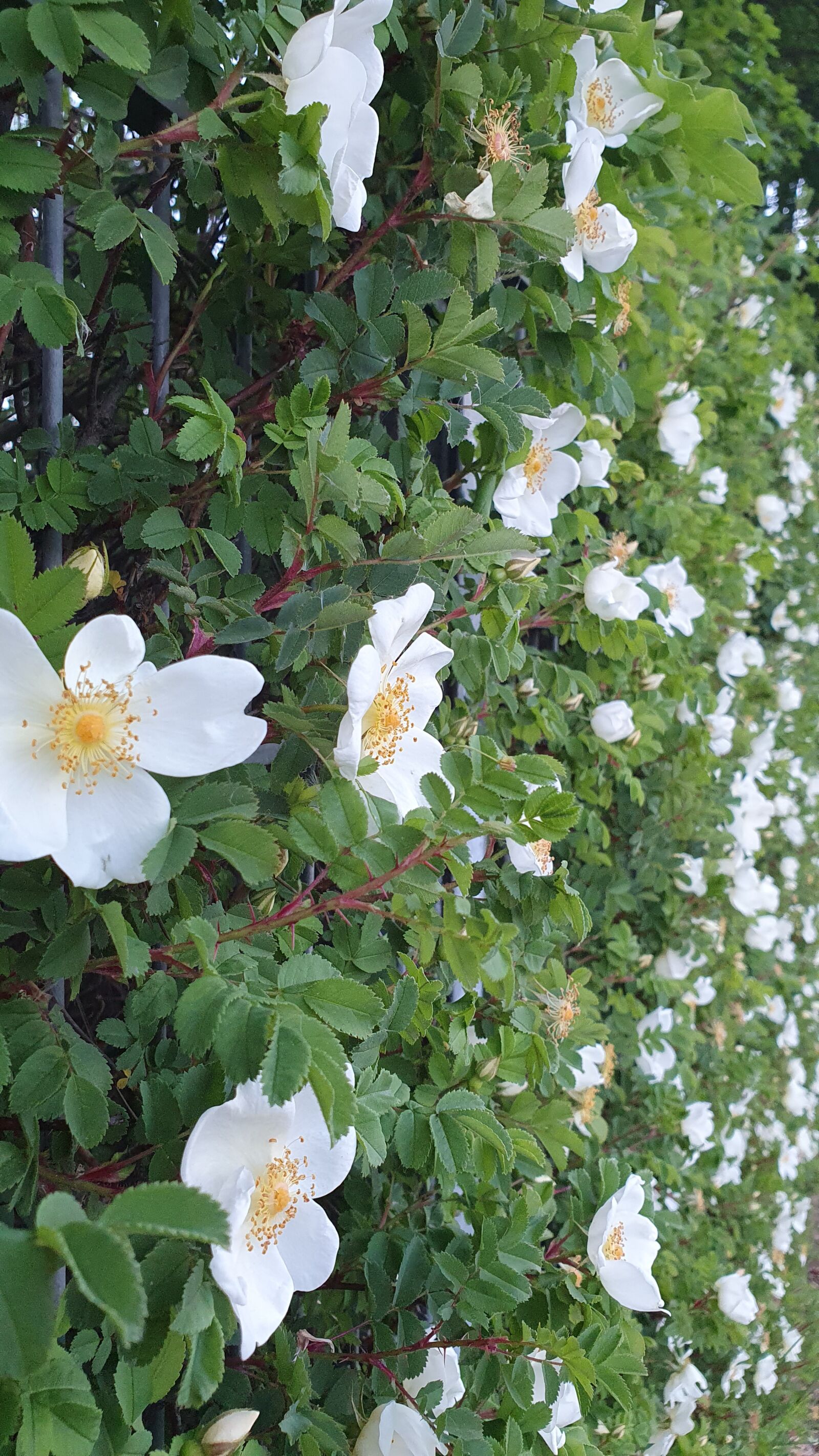 Samsung Galaxy S10+ sample photo. Roses, white, hedge photography