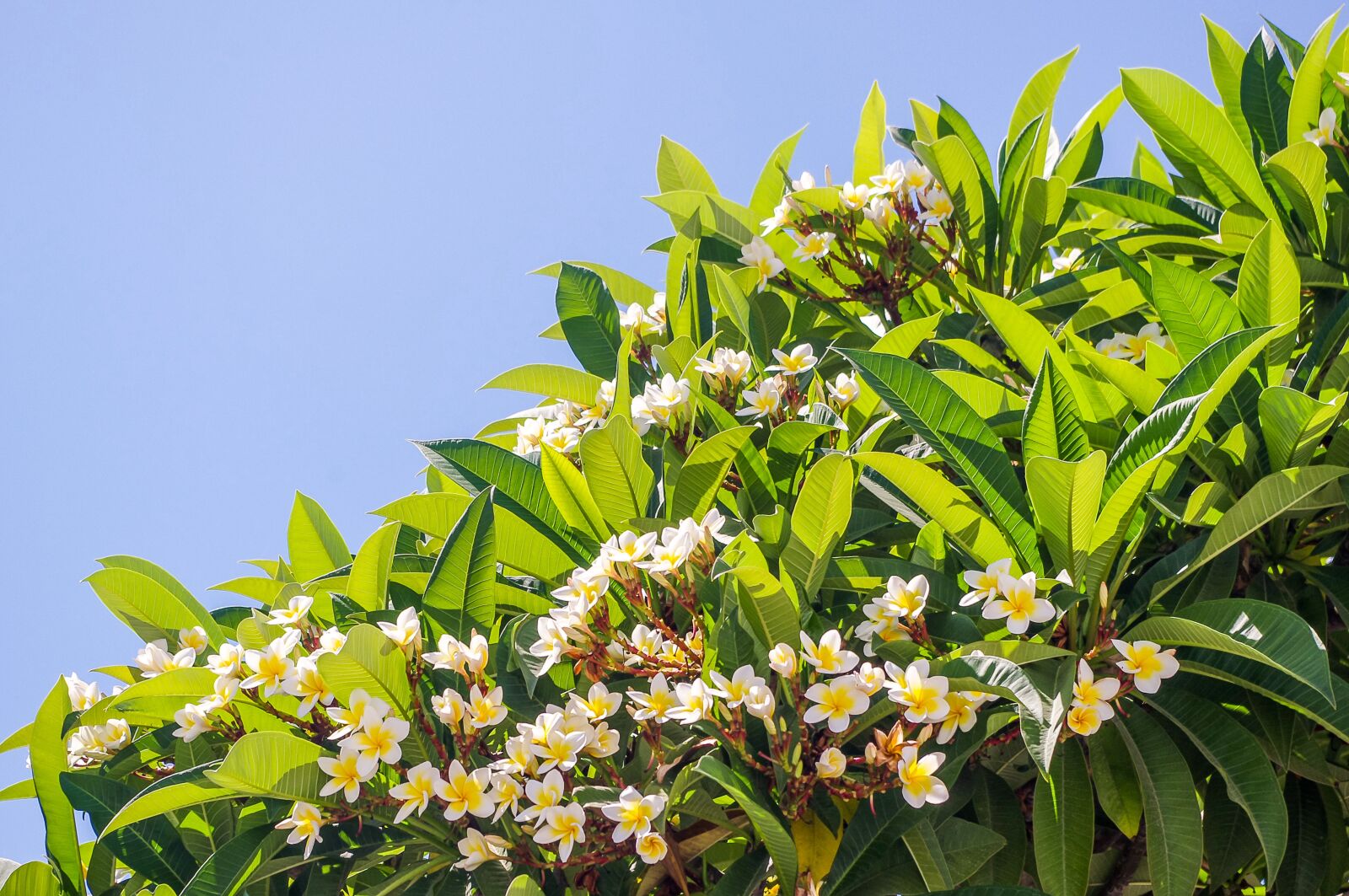 smc PENTAX-DA L 18-55mm F3.5-5.6 sample photo. Plant, nature, flower photography