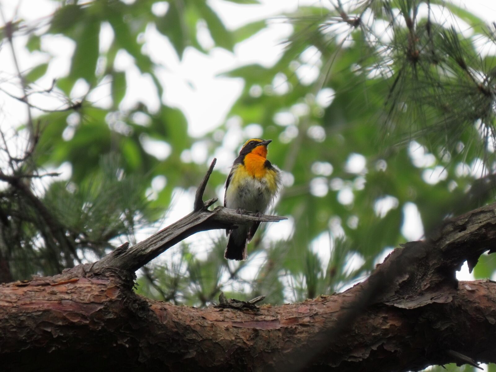 Canon PowerShot SX70 HS sample photo. Animal, forest, wood photography