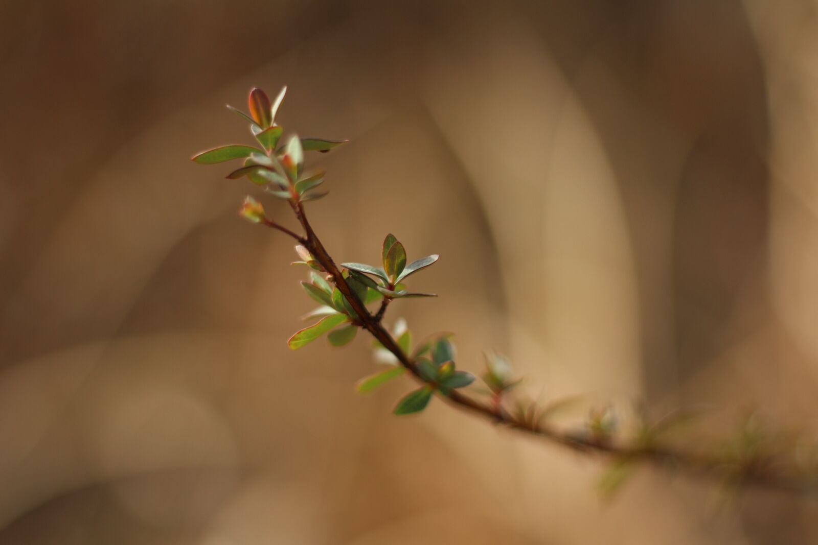 Canon EOS 700D (EOS Rebel T5i / EOS Kiss X7i) + Canon EF 50mm F1.8 STM sample photo. Bud, hope, winter mountain photography