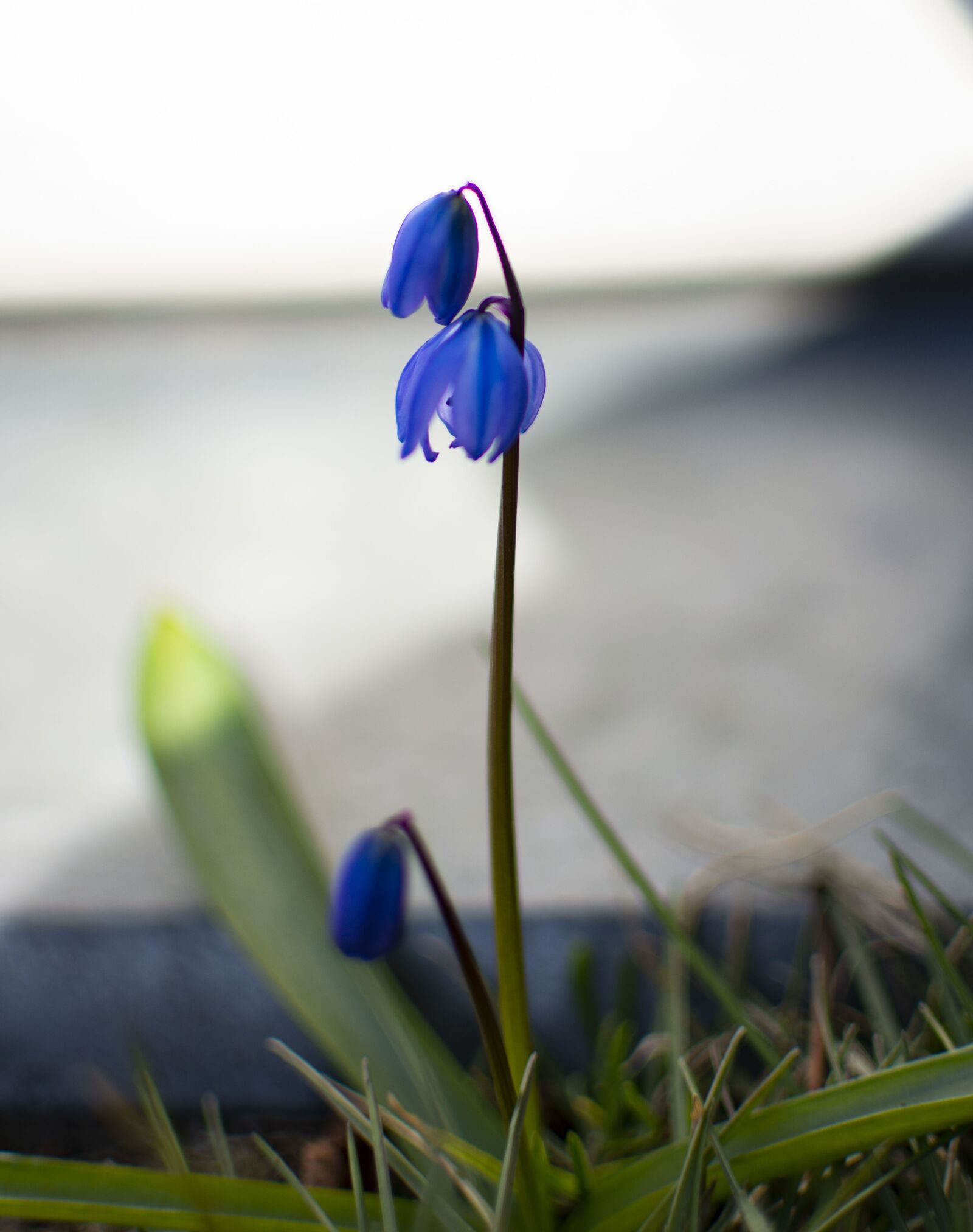Nikon D5200 sample photo. Flowers, snowdrops, spring photography