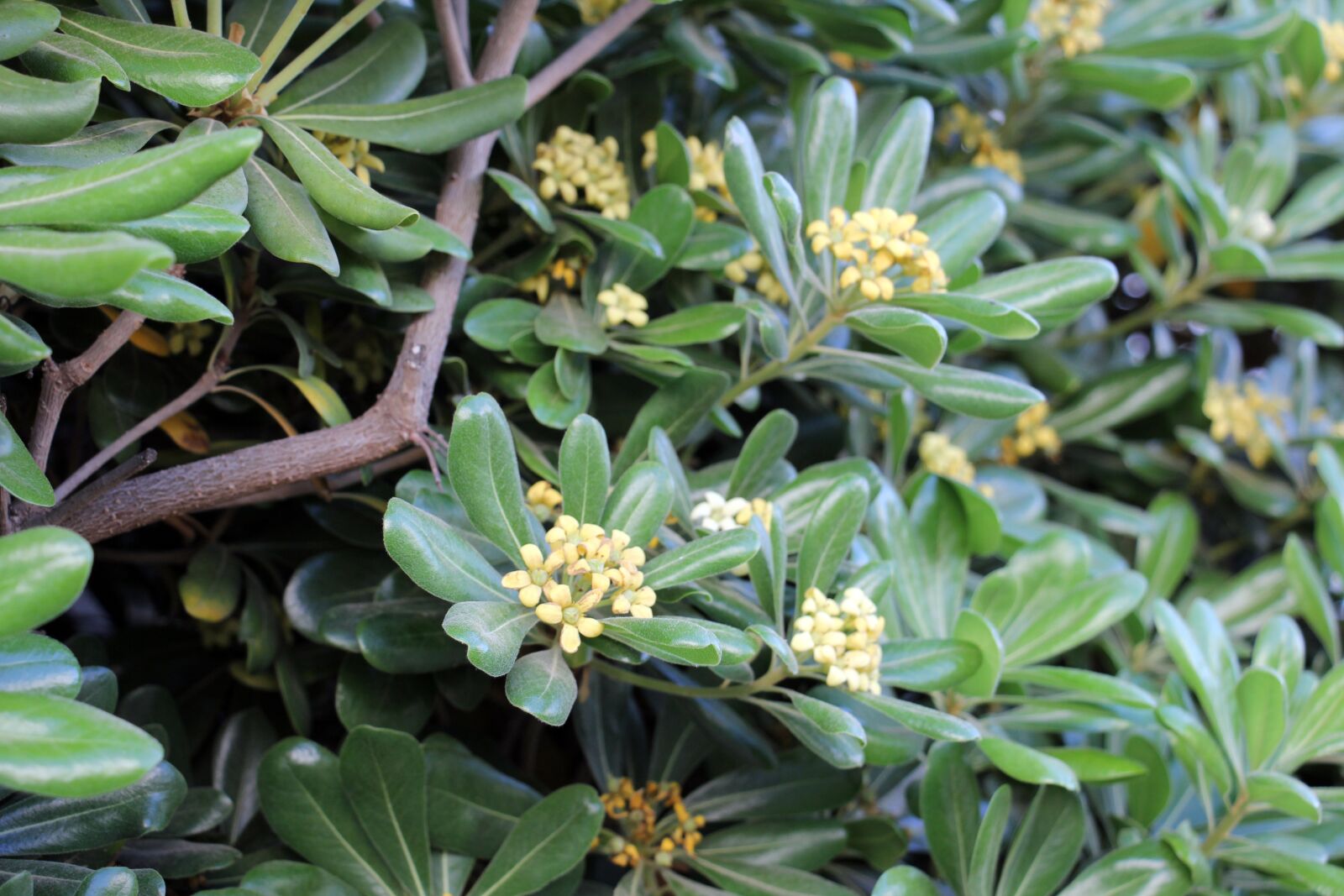 Canon EOS 60D sample photo. Nature, tree, fruit photography