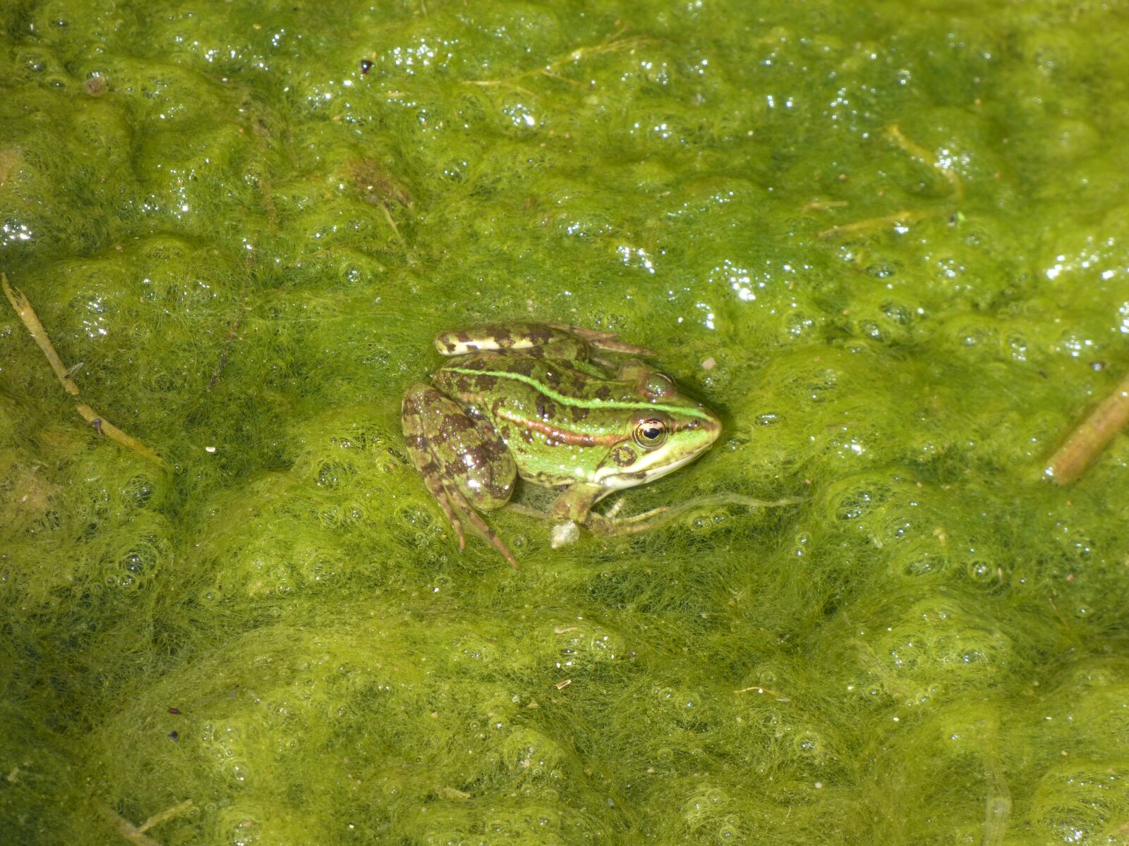 Panasonic DMC-FZ72 sample photo. Frog, pond, green photography