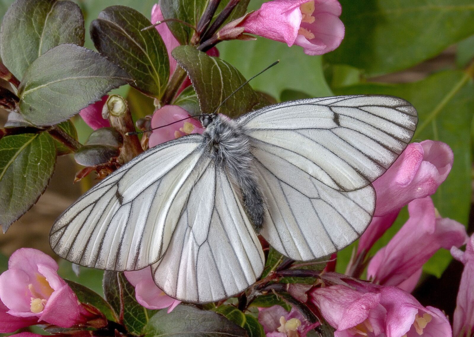 Canon EOS 400D (EOS Digital Rebel XTi / EOS Kiss Digital X) sample photo. Butterfly, black-veined-white, colorful photography