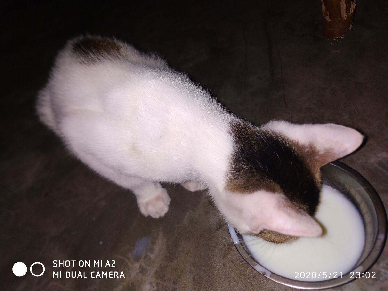 Xiaomi Mi A2 sample photo. Cat, cute cat, animal photography
